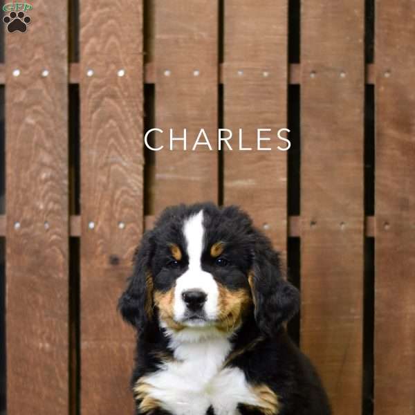 Charles, Bernese Mountain Dog Puppy